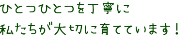 私たちが日々管理しておいしいいちごを作っています！